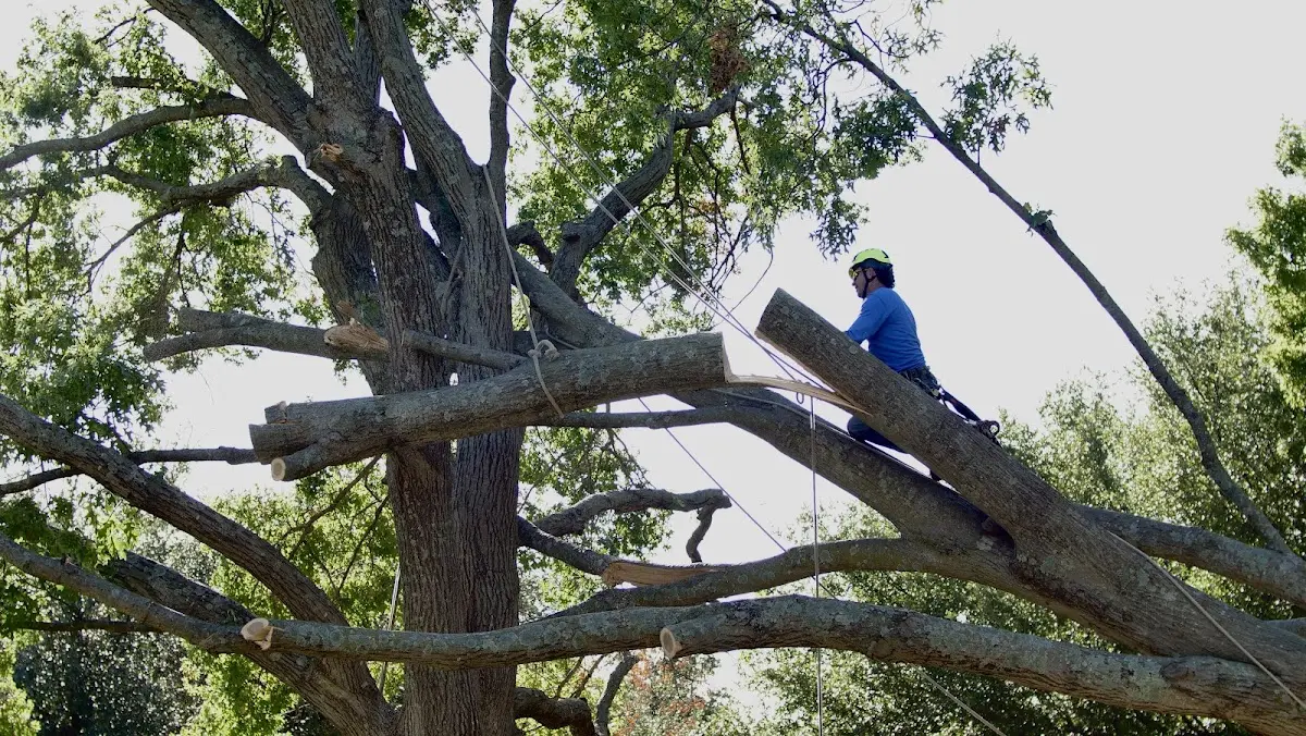 Professional Crown Thinning performed by certified arborists in Bulls Gap